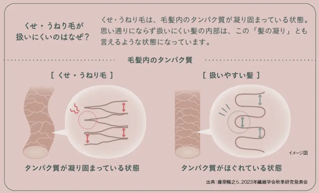 毛髪内部タンパク質の状態比較図